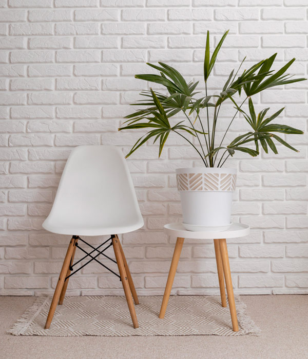 Chair & plant