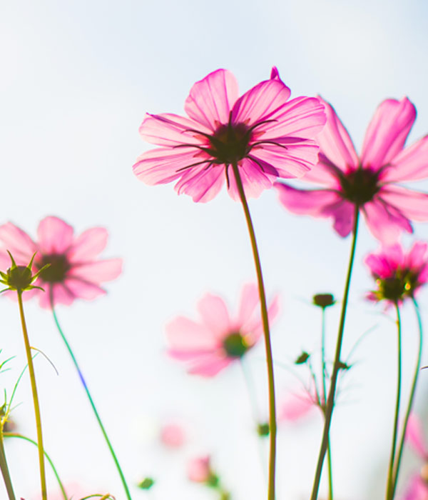 wildflowers photo